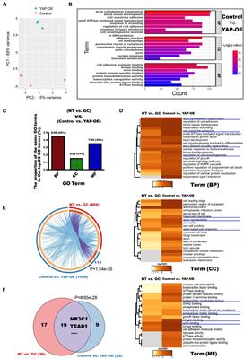 Glucocorticoids Promote Extracellular Matrix Component Remodeling by Activating YAP in Human Retinal Capillary Endothelial Cells